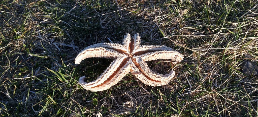 starfish